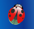 Ladybug and flowers